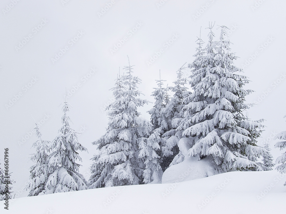 Naklejka premium Frozen trees during snowy weather. Beautiful winter landscape