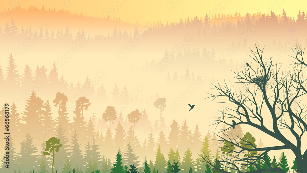 Obraz premium Wild coniferous wood in morning fog.