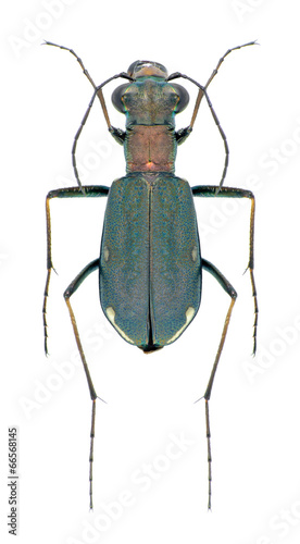 Beetle Cylindera germanica photo