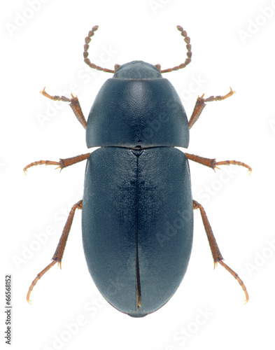 Beetle Crypticus quisquilius