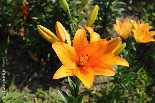 Beautiful lilies