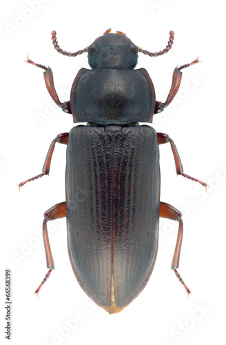 Beetle Tenebrio molitor