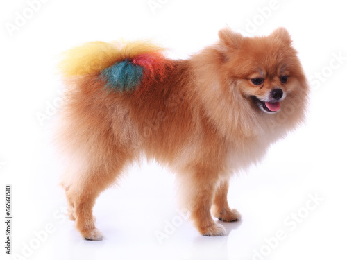 brown pomeranian dog