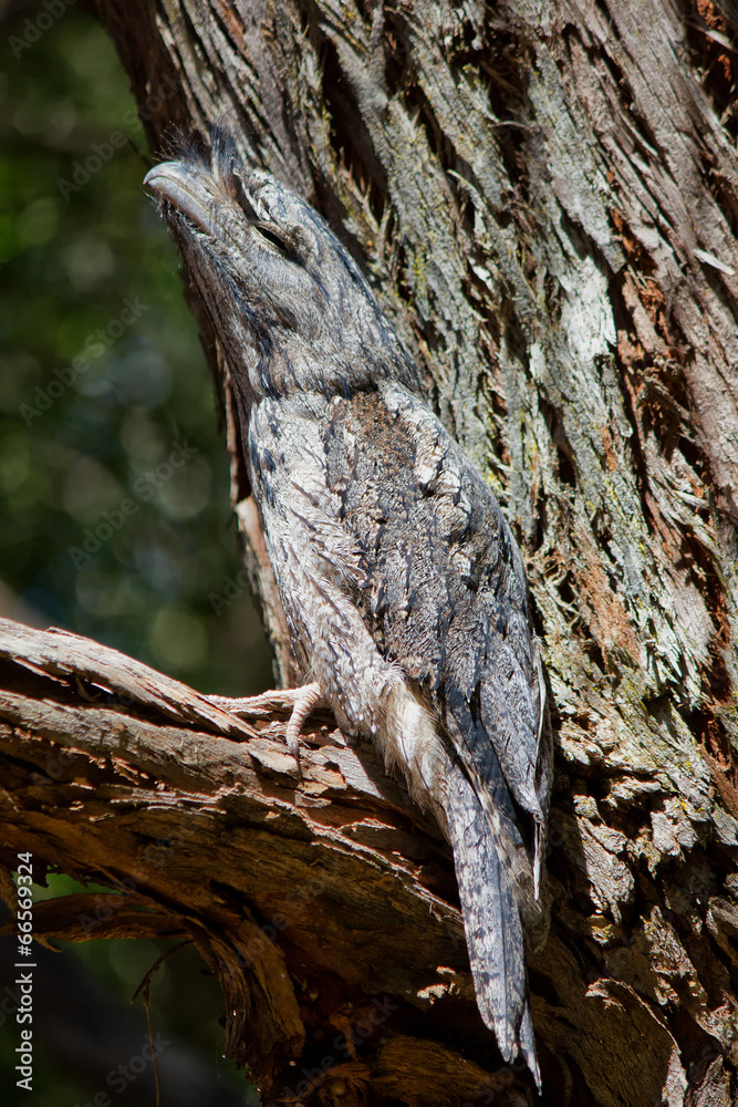 Obraz premium Tawny Frogmouth resting, Nelson Bay