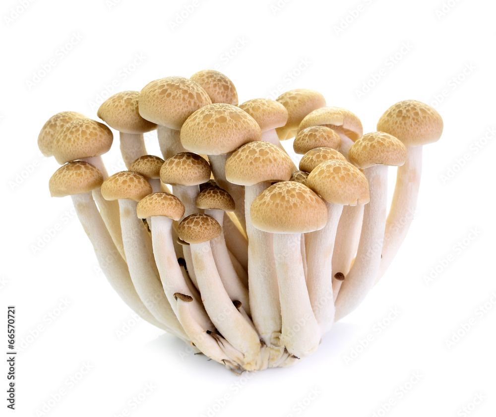 Brown beech mushrooms, Shimeji mushroom, Edible mushroom isolate Brown beech mushrooms, Shimeji mushroom, Edible mushroom isolate