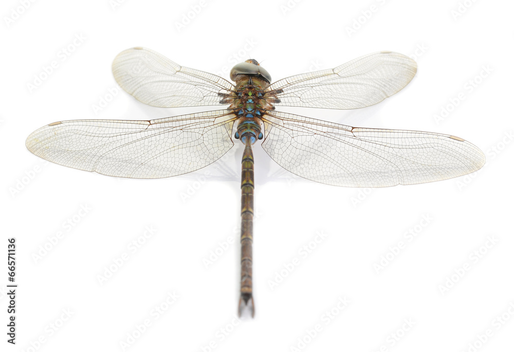 Dragonfly isolate on white background Dragonfly isolate on white background