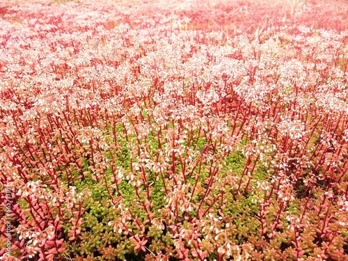 Korallen Mauerpfeffer Sedum-album-Coral-Carpet photo