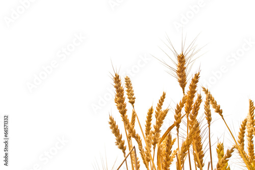 Wheat ears in the field on white background