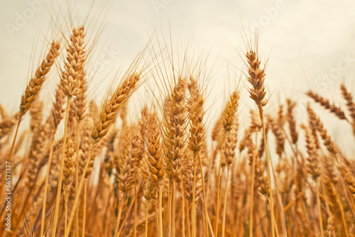 Wheat ears in the field.
