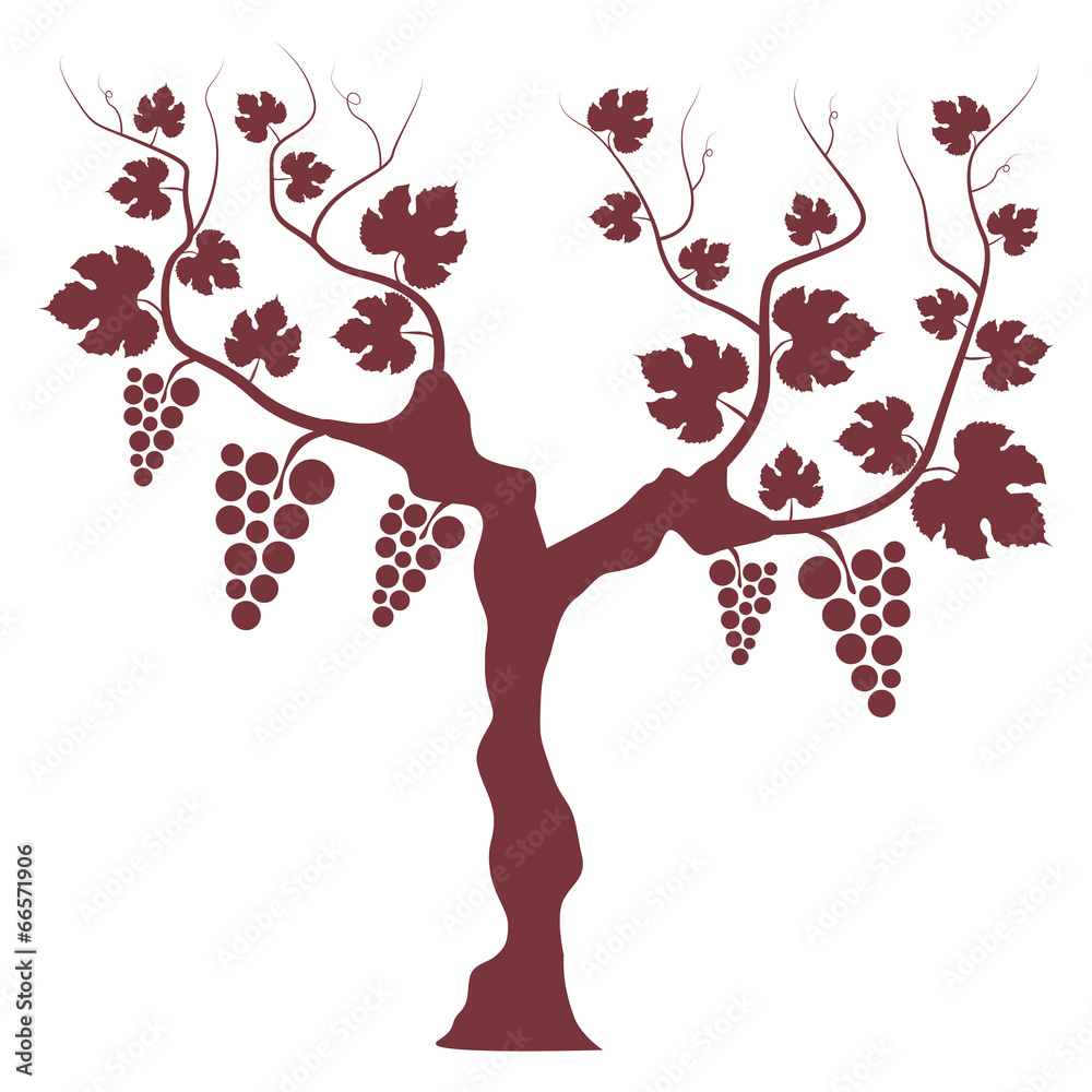 Naklejka premium Weinstock Rotwein