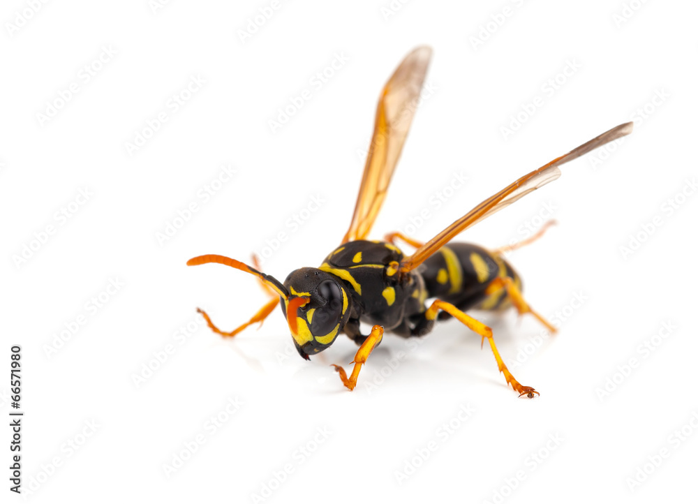 wasp isolated on white background