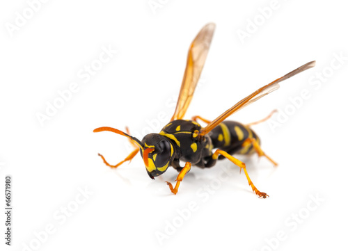 wasp isolated on white background © motorolka