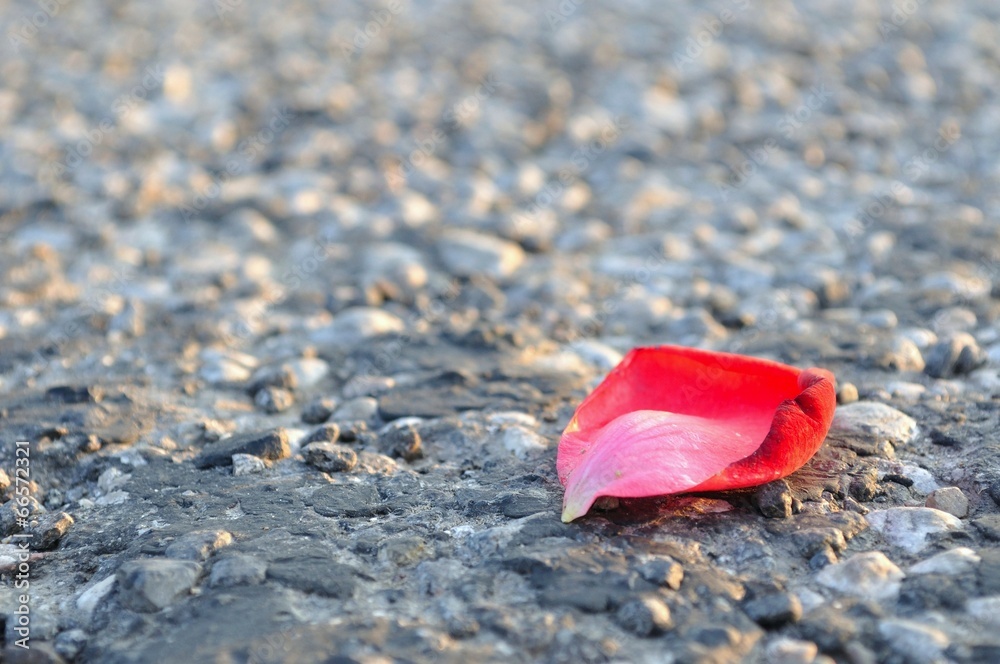 One red rose petal on asphalt, horizontal image One red rose petal on asphalt, horizontal image