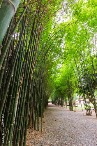 Fresh bamboo fence at natural background