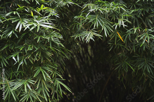 Dark Tropical Jungle Bamboo Background #66573948
