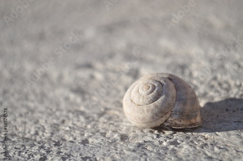 Detail view of snail shell
