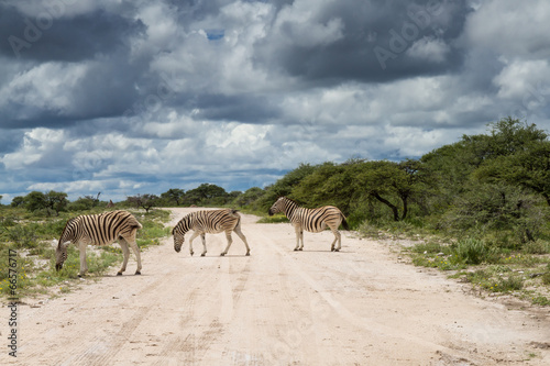 Zebras crossing gravel road © Circumnavigation