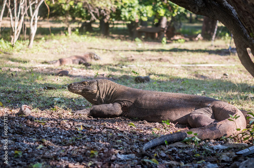 The Komodo Dragon - Indonesia