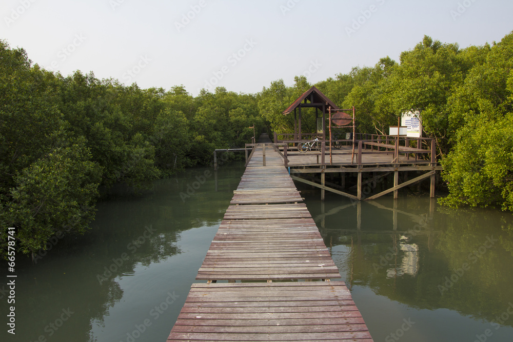 Boardwalk in the mangrove forest