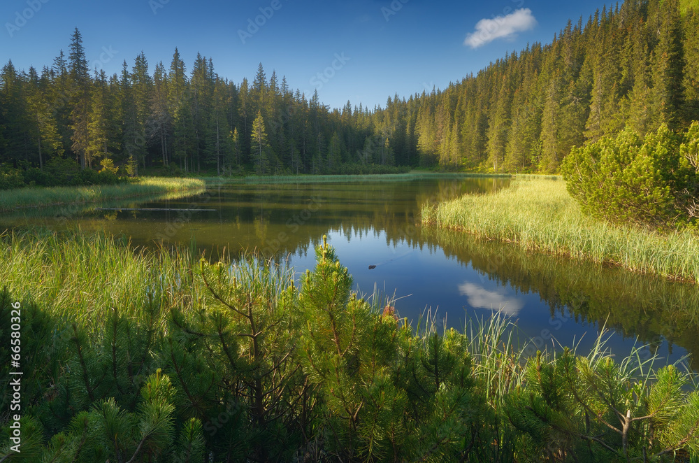 Lake in a mountain forest. Carpathian mountains