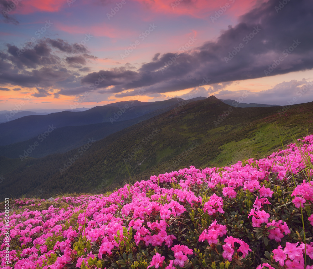 Rhododendron flowers in the mountains Rhododendron flowers in the mountains