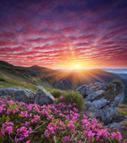Dawn with flowers in the mountains