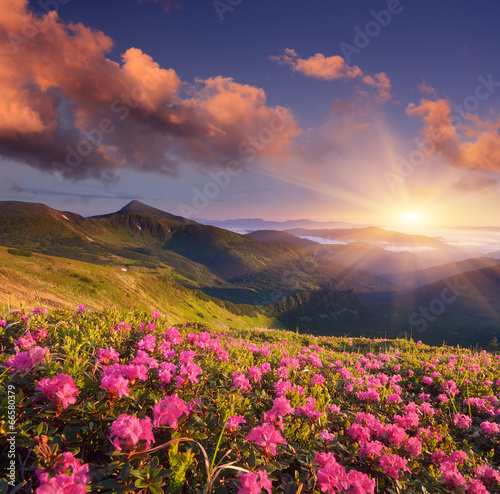 Obraz kwitnące kwiaty w górach na tle zachodzącego słońca
