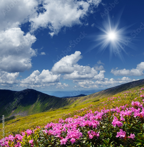 Flowering meadows in the mountains