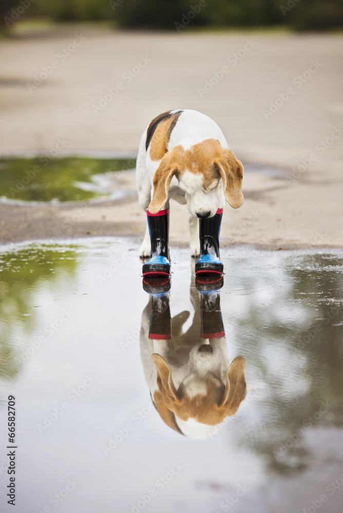 dog in rain boots looks in the puddle StockFoto Adobe Stock