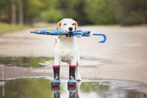 Photos dog wearing rain boots and holding an umbrella