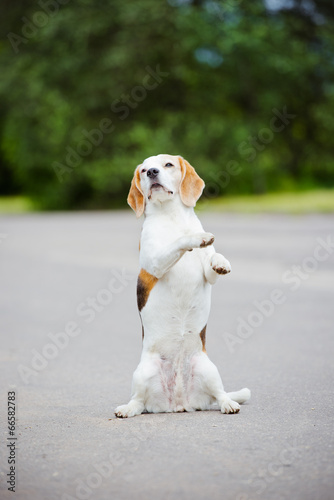beagle dog begging