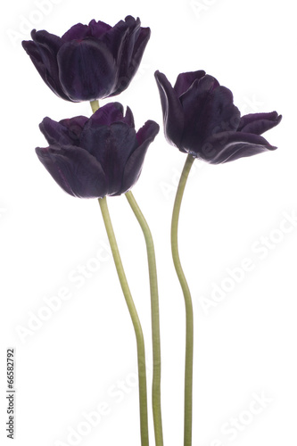 Fototapeta Naklejka Na Ścianę i Meble -  tulip