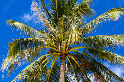 Coconuts palm tree