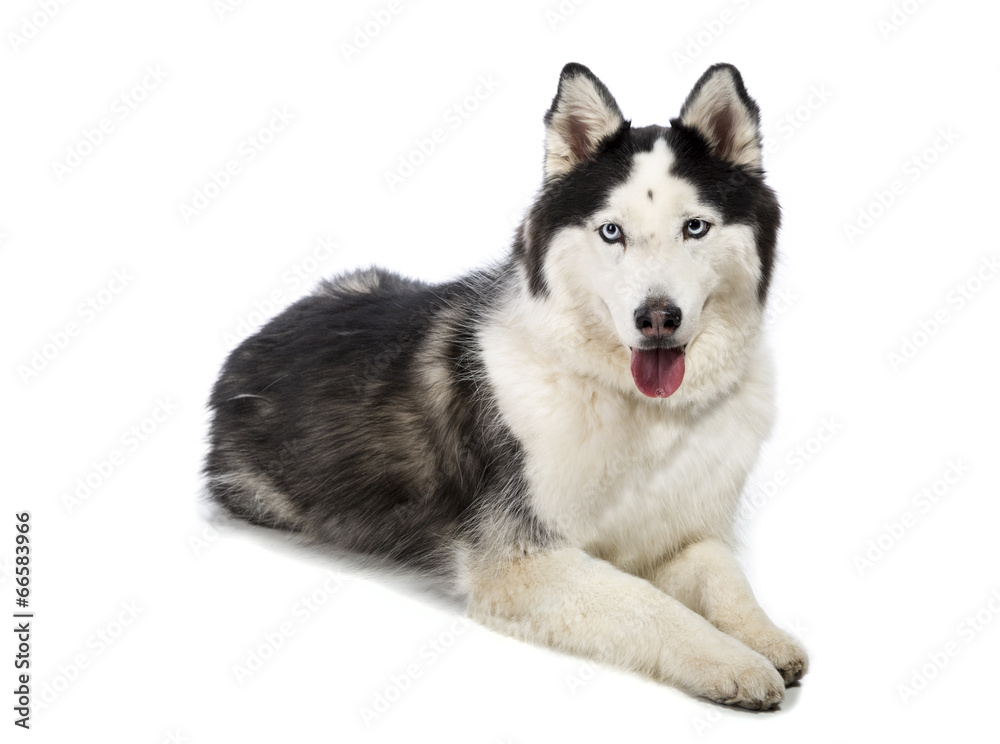 Alaskan Malamute or Husky Dog Isolated on White