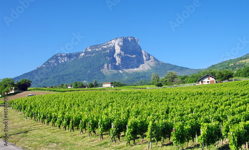 vignoble de savoie