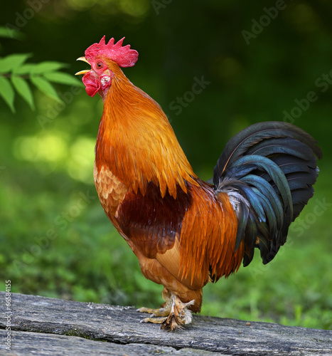 Rooster