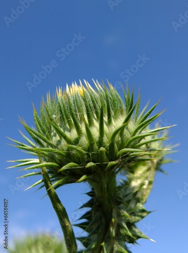 The thistle photo