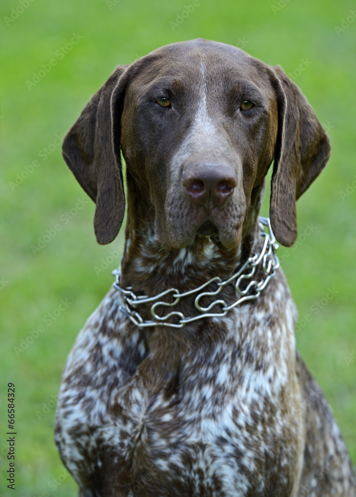 German Shorthaired Pointer dogs