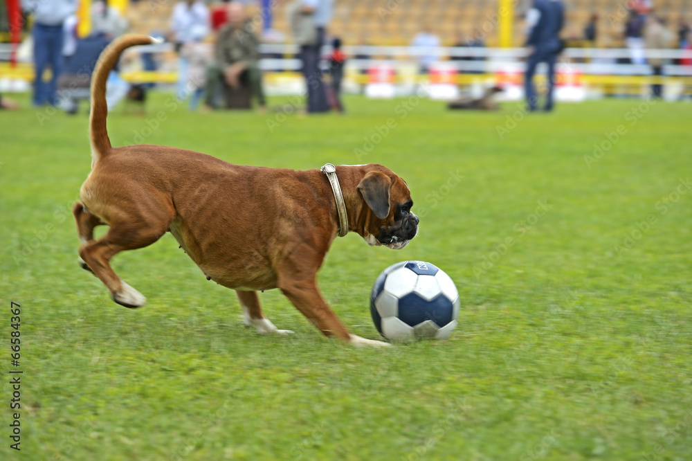 German boxer