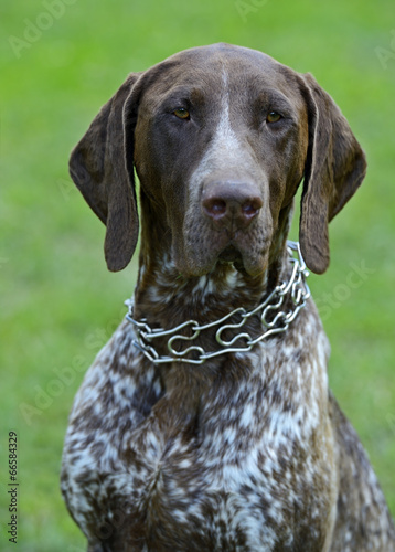 German Shorthaired Pointer dogs
