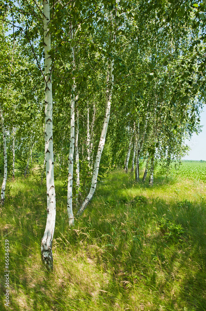 Obraz premium Birch grove