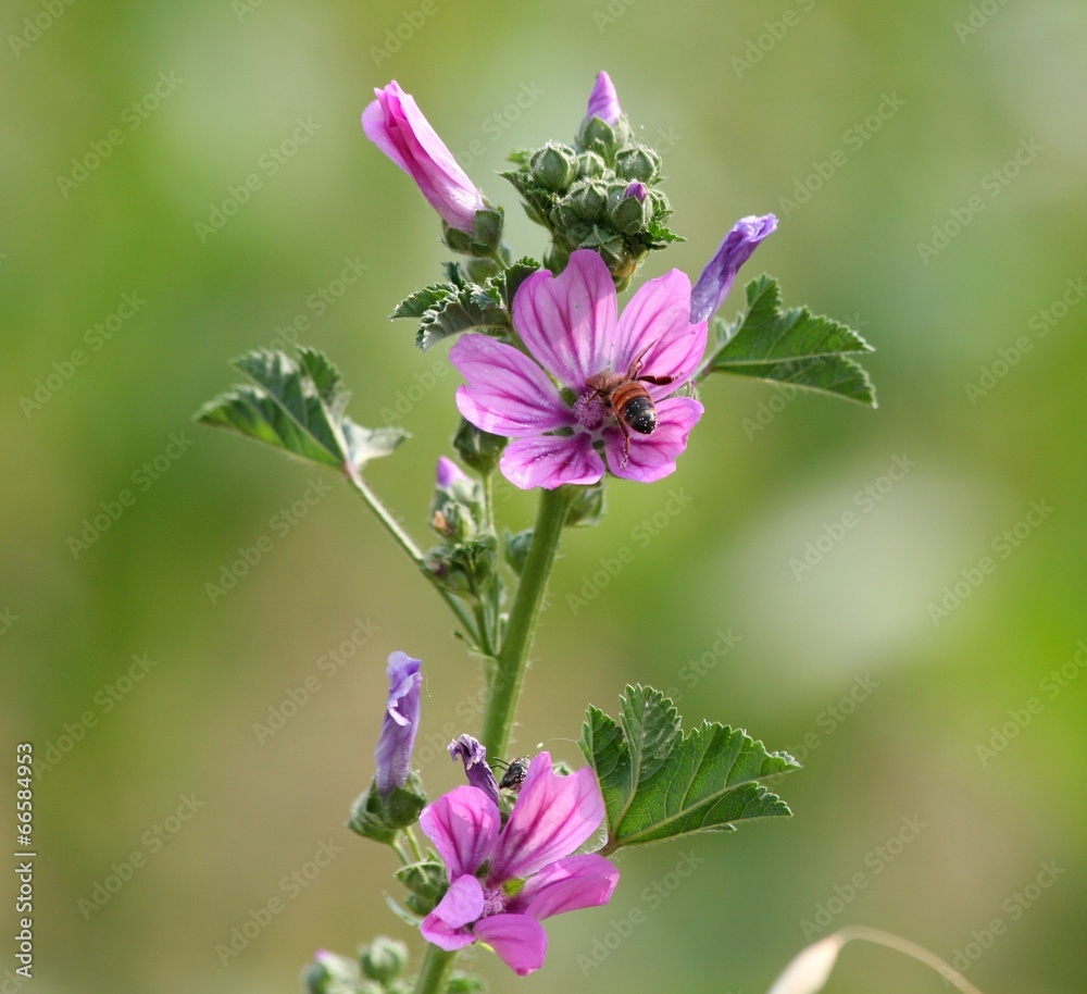 Fototapeta premium insetto tra fiore di malva