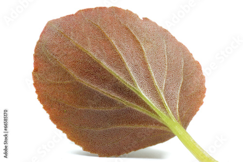 Macro shot of a red leaf texture
