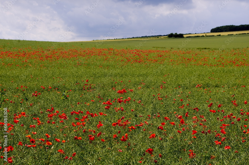 Poppies in the Oilseed Rape
