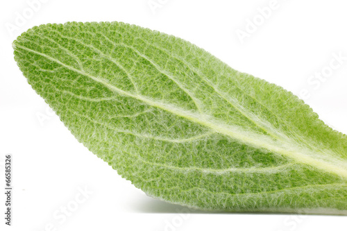 Macro shot of a green leaf texture