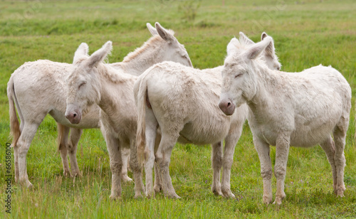 Canvas Print four white donkeys on the pasture standing side by side