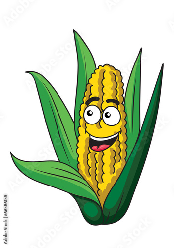Fresh healthy corn on the cob