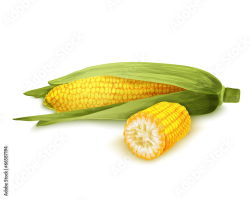 Corn stalk isolated