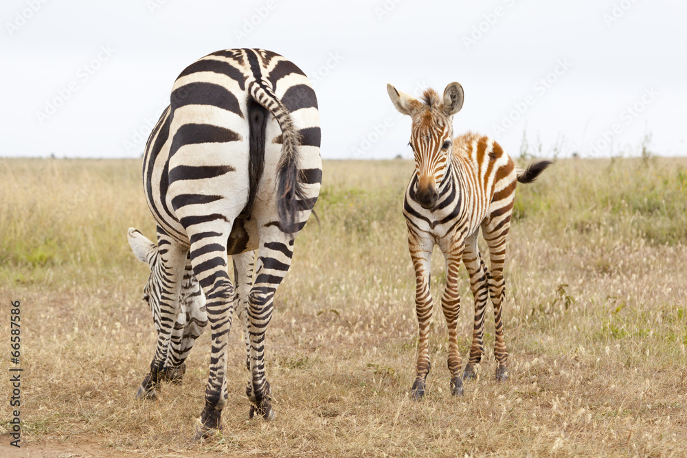 Obraz premium Zebras in Kenya