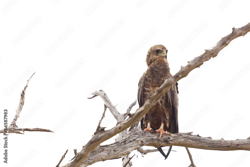 Obraz premium Tawny Eagle In A Tree, Kenya